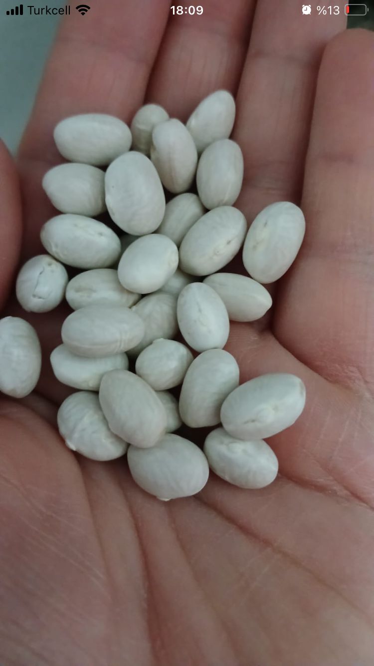 İspir Fasulyesi İri