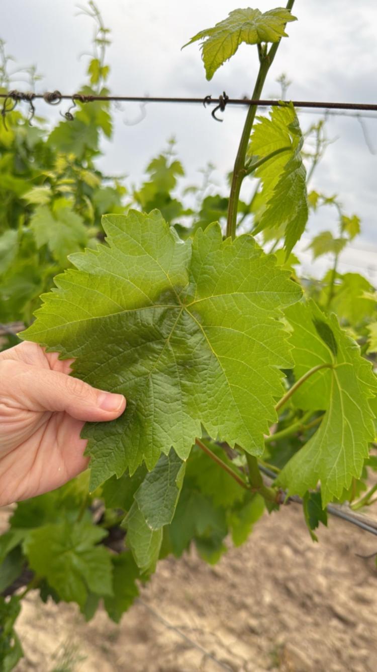 Sultaniye Üzüm Yaprağı